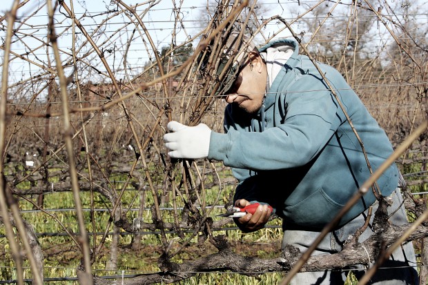 Napa County Pruning Contest